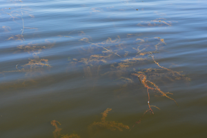 image of northern watermilfoil