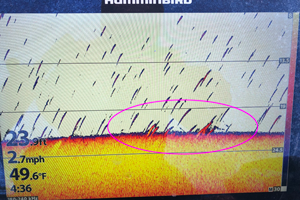 image of humminbird screen showing crappies