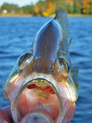 crappie with bulging eyes from barotrauma