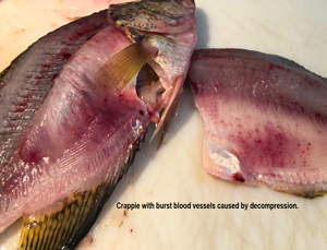 crappie blood vessels burst due to barotrauma