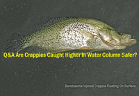 image of crappie floating dead on surface
