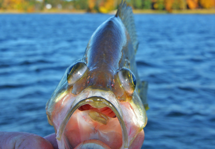 image of fish injured by barotrauma