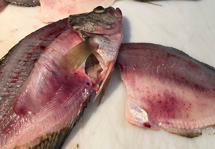 image of crappie with internal injuries caused by barotrauma