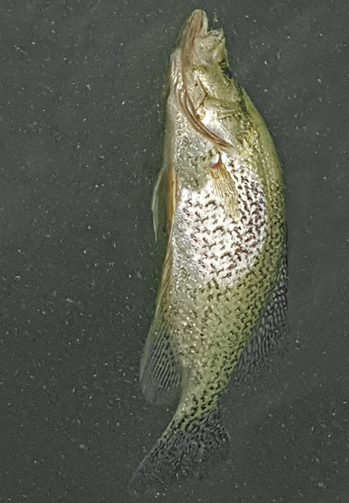 image of crappie floating dead on surface