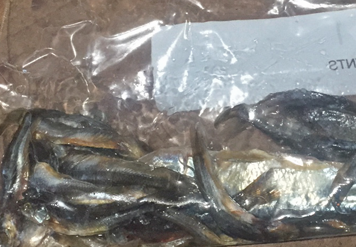 Live Bait Supplies Minnesota Shiners Leeches Redtails