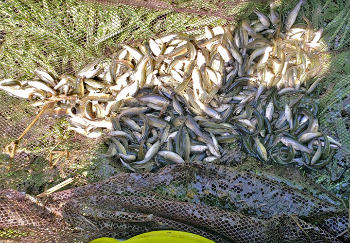 Bait Shop Owner Preparing for Busy Fishing Opener