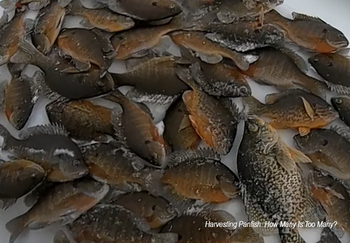 image of sunfish piled up on the ice