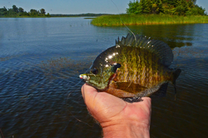 image of big bluegiill in fishermans hand