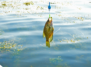 image of Crappie suspended above weed patch