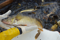 image of walleye