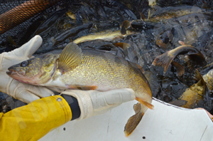 image of Walleye at the Cutfoot Sioux Egg Harvest Station