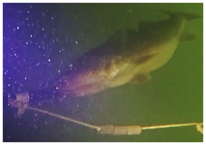 image of large walleye being released into deep water links to video where using the seaqualizer mitigates barotrauma.