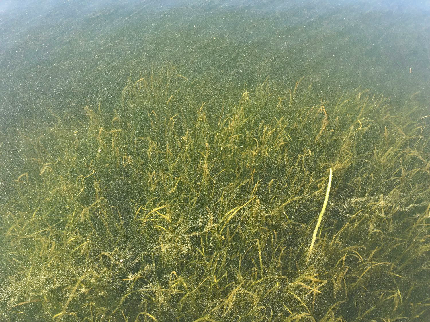 image of shallow patch wild celery 