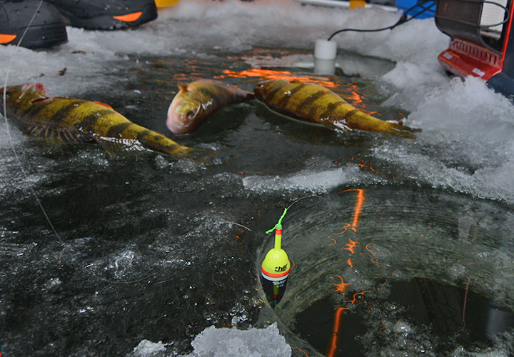 image of big perch on the ice at Lake Kabetogama