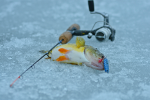 Leech Lake Ice Fishing For Jumbo Perch