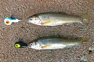 image links to comparison between Lindy Jig and Live Bait Jig