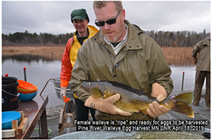 image of ripe female walleye