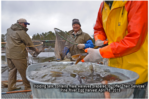 image of male walleyes ready for milking