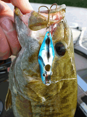 image of smallmouth bass caught on fin wing