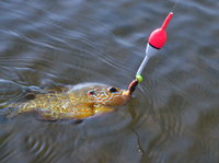 image of red ear sunfish on hook