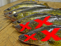 image of walleyes laid out on fillet table