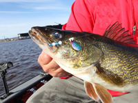image of big Walleye caught on Lindy Spinner