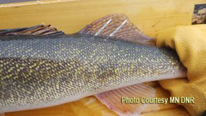image of tagged walleye