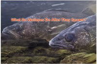 image links to article about walleye spawning