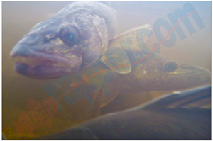 image of walleyes under water