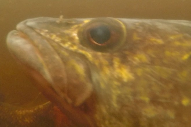 image of walleye under water, looking at camera