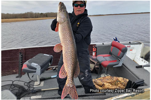 image of trophy pike caught on zippel bay