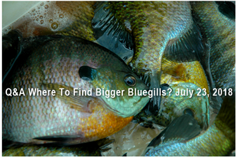 image links to bluegill fishing article