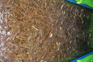 image of shiner minnows in tank.