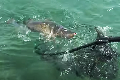 image of walleye coming to landing net