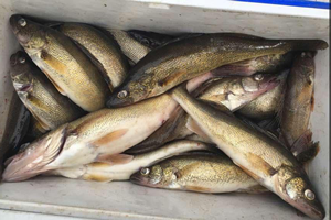 image of cooler filled with walleyes