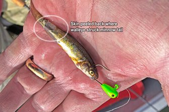 Jig Fishing For Walleye Article By Jeff Sundin