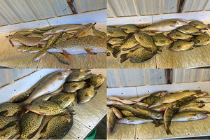 image of mixed creel of fish from lake winnie