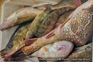 image of cooler filled with walleye, pike and perch