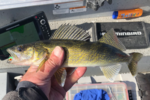 image links to reader question about winnie walleyes