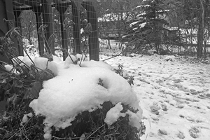 image of snowy yard