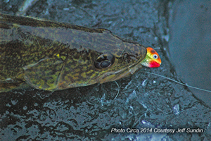 image of walleye caught on Lindy Foo Flyer