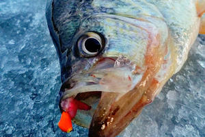 image links to central minneosta fishing report by shane boeshart