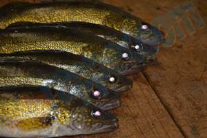 image links to article about bill to reduce walleye bag limit in minnesota