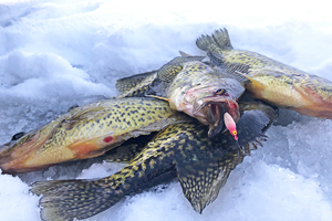 image of crappies on the ice