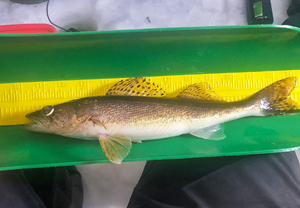 image of sauger on measuring scale