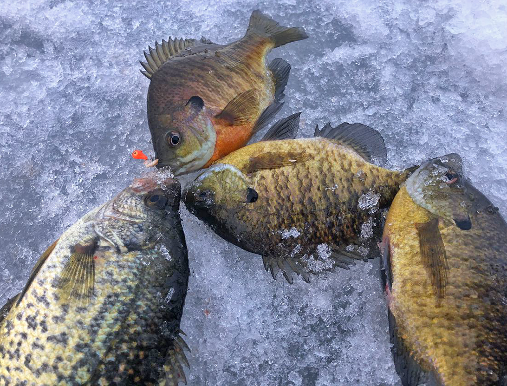 Fishing Report: Fish 'hammered' beneath ice on shallow Lake Arthur bays