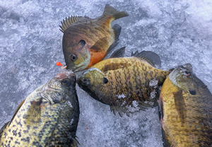 image links to ice fishing report about sunfish and crappies