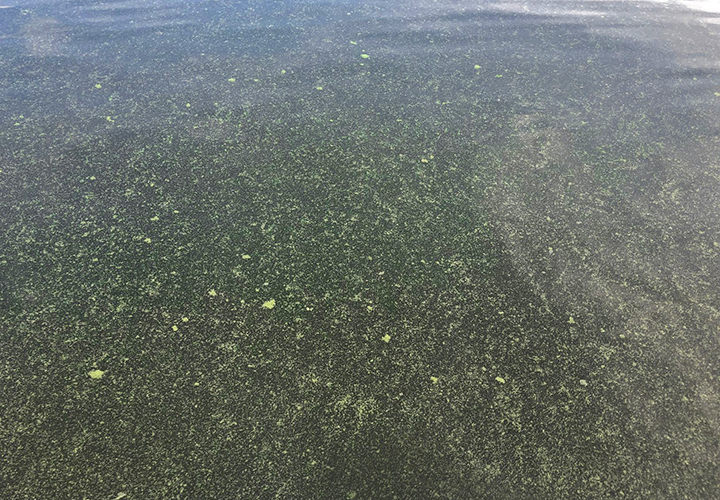 image of water with heavy algae bloom in the surface