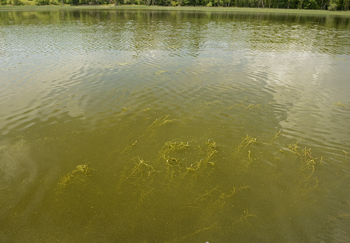 image links to fishing report from lake kabetogama