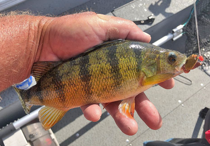 image of big perch caught using Little Joe Spinners